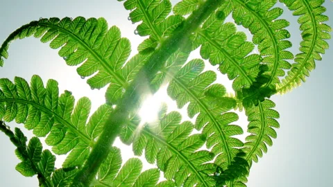 Refreshing close-up texture of fern branch with dew or rain drops. Vídeos de archivo 303044523