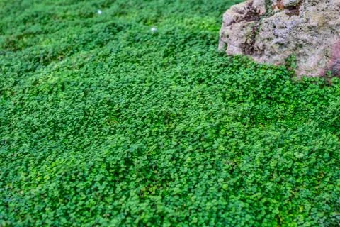 Refreshing close up top view green bush of small-leaved plants with rocks. .. Stock Photos