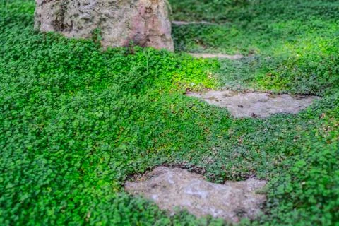 Refreshing close up top view green bush of small-leaved plants with rocks. .. Stock Photos