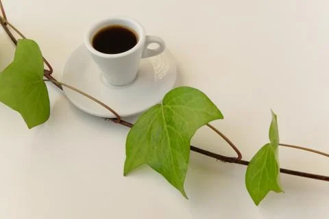  Refreshing coffee time. White coffee cup with fresh green leaves  Stock Photos