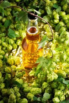 Refreshing Cold Beer Bottle Surrounded by Fresh Green Hops and Vines Stock Photos