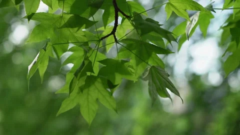 A Refreshing, Cool Breeze is Flowing Gently Through Vibrant, Green Leaves on a Video stock 314576563