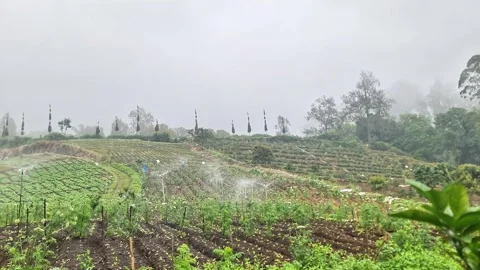 Refreshing Cool Mist Over Lush Green Hillside Garden for Relaxation Video stock 333984235