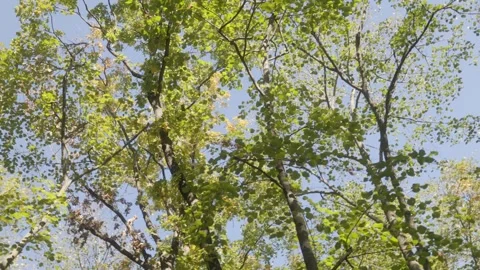 Refreshing forest view with sunlight shining through leaves Stock Footage 293596253