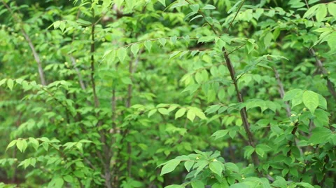 Refreshing fresh green swaying in the wind Stock Footage 66654166