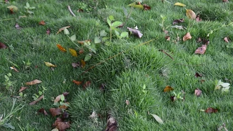 Refreshing grass Stock Footage 192833617