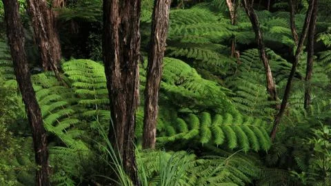 Refreshing green rainforest Foto stock