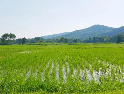 Refreshing green rice field with view of hills in the North of Thailand Stock Photos