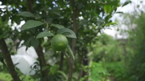 Refreshing Lemon Tree Essence in the Sunlight Stock Footage 293182863