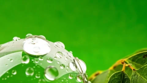 Refreshing Macro: Water Droplets on Lush Green Leaves, Nature's Beauty Stock Footage 333410292