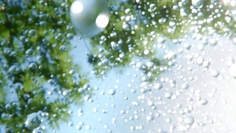 Refreshing morning dew is falling from a tree Video stock 168831592