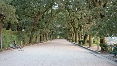 Refreshing Morning Jog on a Summer Path in the Park Stock Footage 250459804