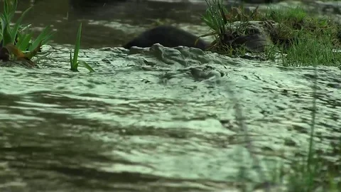 Refreshing mountain stream Stock Footage 75885780