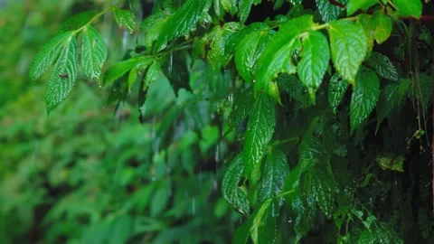 Refreshing Rain Falling on Green Leaves in Garden Stock Footage 280579766