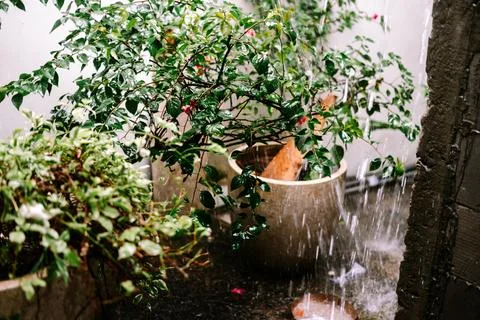 Refreshing rain falling on vibrant green leaves of potted plants Foto stock
