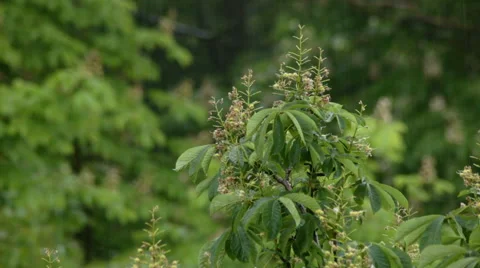 Refreshing rain Stock Footage 50897328