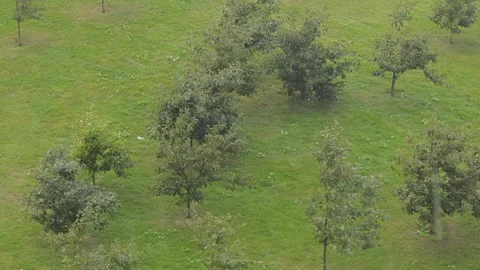 Refreshing rain gently falling on a vibrant green lawn with several young Stock Footage 346537880