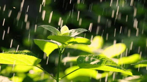 Refreshing Rain on Green Leaves Video stock 287901195