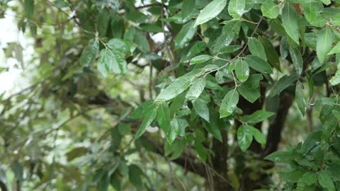 Refreshing Rain on Native Banj Oak Tree Leaves - High-Resolution 4K Stock Footage 311556062