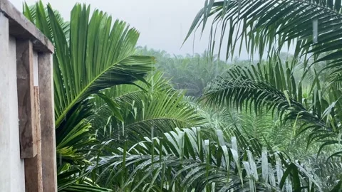 Refreshing Rain in the Palm Plantation Stock Footage 292221967