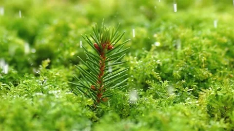 Refreshing rain is raining on little tree in mossy forest in fresh green nature Stock-Footage 266897134