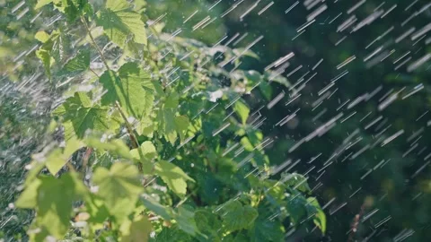 The Refreshing Raindrops Fall Gently on the Lush Green Leaves of the Beautiful Video stock 312074015