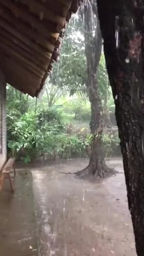 Refreshing raindrops as the rainy Stock Footage 307452600