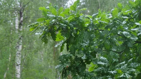 The Refreshing Rainfall Gently Falls on Lush, Green Oak Leaves, Bringing Nature Stock Footage 314991739