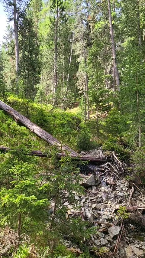Refreshing river stream in Swiss National Park. Stock Footage 199669313