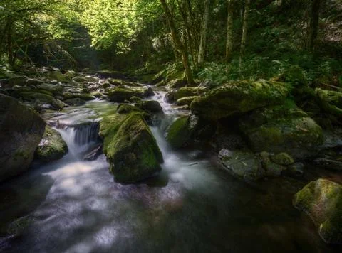 Refreshing scene of greenish light in a river in summer Stock Photos