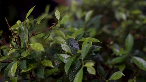 Refreshing sight of raindrops falling on bush leaves Stock Footage 241308458