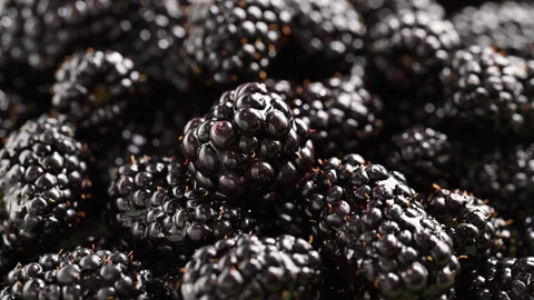 Refreshing slow motion effect of water splashing on ripe blackberries. Stock Footage 314332985