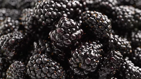Refreshing slow motion effect of water splashing on ripe blackberries. Vídeos de archivo 314332988