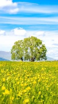 Refreshing Spring Colors - Vertical Background from Erzurum Plain Stock Photos