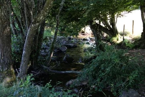 A refreshing stream between trees and sunny meadows Fotos de archivo