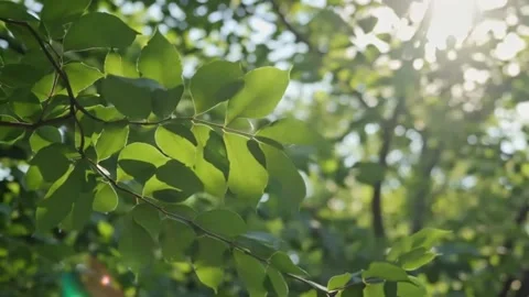 A refreshing, sun-drenched view of green tree leaves Video stock 337929331