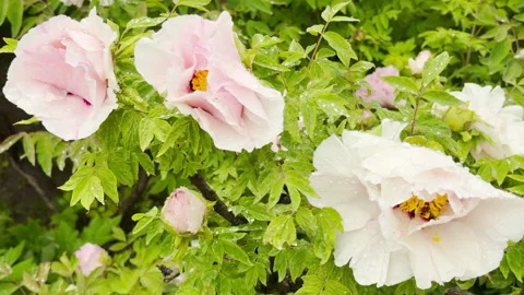 Refreshing Tree Peonies Bloom Peacefully in a Quiet Urban Garden After the Rain Stock Footage 334869080
