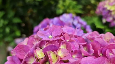 Refreshing Tropical Highland Hydrangea Flowers in Cold Misty Climate Stock Footage 333988107