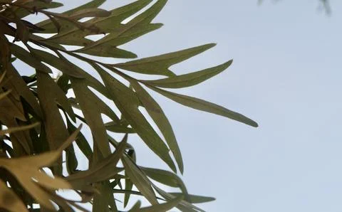 A refreshing upward view of slender green Grevillea robusta leaves and bran.. Stock Photos