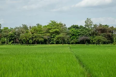 A refreshing view of a rice field Stock Photos