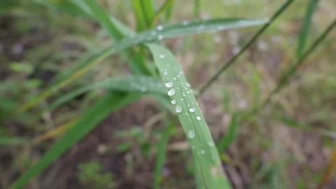 Refreshing Water Droplets on Long Green Grass Blades After Morning Rain 库存影片 341984475