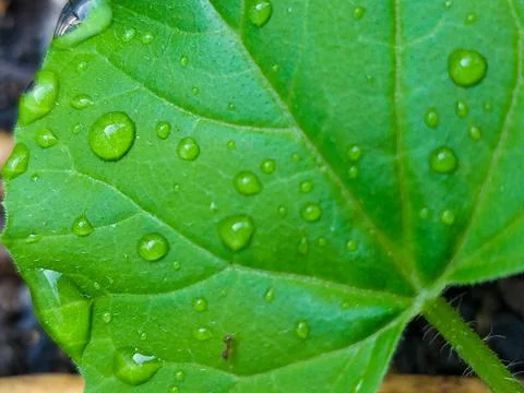 Refreshing water drops on a botanical melon foliage. Stock Photos