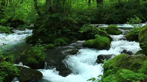 Refreshing water flow of Oirase river Stream,Japan Landscape Stock Footage 283013786