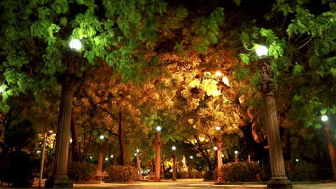 Refreshing wind moving leaves of trees that are illuminated by yellow lights Stock Footage 148004250