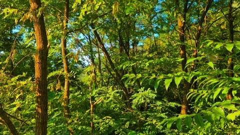 Refreshing Winds of Nature Stock Footage 296614396