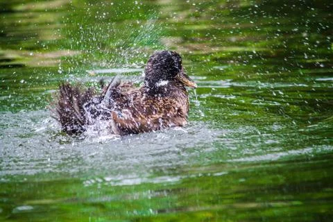 Refreshment Foto stock