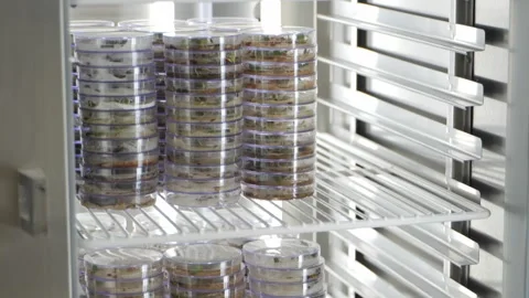 A refrigerator full of plastic containers full of seeds. Stock Footage 268717447