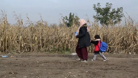 Refugees from Syria in Cornfield. Migrants walking in column on the way to EU Stock Footage