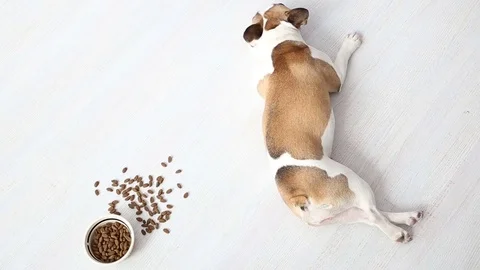 Refusal to eat. boycott. the dog refuses to eat tasteless food. a sad French Stock Footage 84831370
