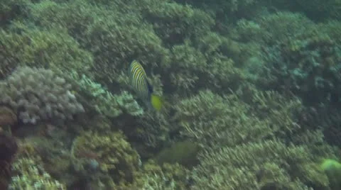 Regal angelfish Stock Footage 10737726